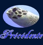 Page prcedente